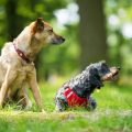 Socializing Your Dog: Why It’s Important and How to Do It Right