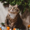 How Seasonal Changes Affect Small Pet Nutrition and Dietary Needs
