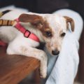 Second Chances: Incredible Pet Adoption Stories That Will Melt Your Heart