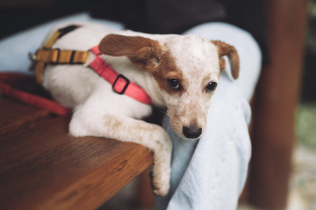 Second Chances: Incredible Pet Adoption Stories That Will Melt Your Heart