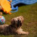 Keeping Senior Pets Engaged: Choosing the Right Enrichment Toys