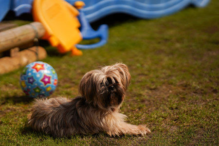 Keeping Senior Pets Engaged: Choosing the Right Enrichment Toys