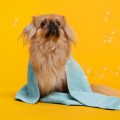 The Importance of Hydration for Small Pets: How Much Water Do They Really Need?