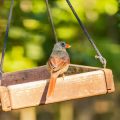 The Role of UV Light and Vitamin D in Bird Health