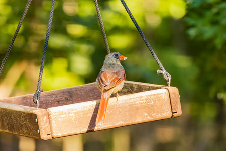 The Role of UV Light and Vitamin D in Bird Health