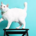 Creating a Balanced Lifestyle for Your Small Pet