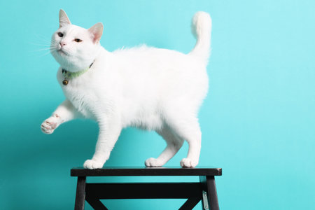 Creating a Balanced Lifestyle for Your Small Pet
