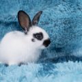 A Complete Guide to Herbivorous Exotic Pets: Providing a Balanced Plant-Based Diet