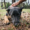 Parasitic Infections in Exotic Animals: Prevention and Control