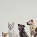 The Importance of Knowing Your Nearest 24-Hour Emergency Vet