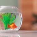 How to Set Up a Nano Tank: Small Aquarium Tips and Tricks
