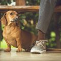 The Impact of Age and Breed on Your Pet Insurance Costs