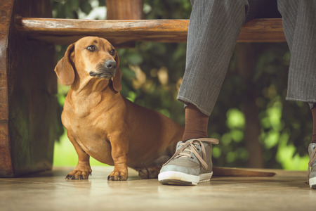 The Impact of Age and Breed on Your Pet Insurance Costs