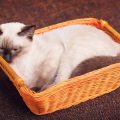 The Best Materials for Pet Beds: Pros and Cons
