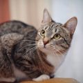 How Much Should You Feed Your Cat? A Guide to Portion Control