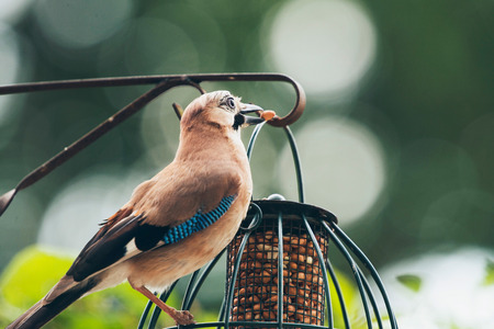 Building a Strong Bond with Your Bird: Trust-Building Exercises and Techniques