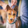 Vaccinations and Preventative Care for Small Pets