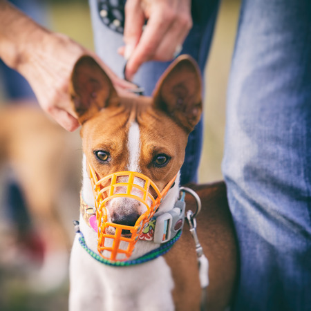 Vaccinations and Preventative Care for Small Pets