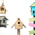 Top Cage Cleaning Practices to Keep Your Bird Safe and Healthy