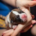 How Much Exercise Does Your Small Pet Need? A Guide for Different Species