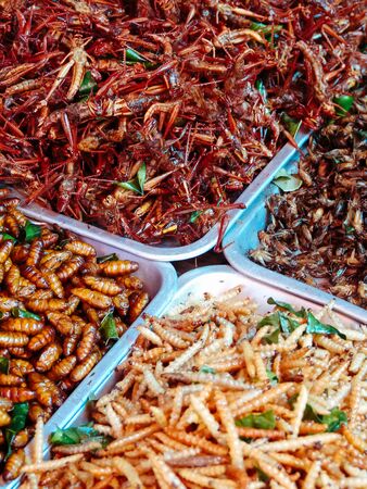 The Role of Gut-Loading and Supplementing in Feeding Exotic Insects to Pets