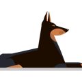 Understanding Different Dog Coat Types and Their Grooming Requirements