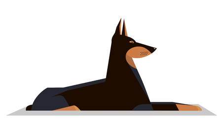 Understanding Different Dog Coat Types and Their Grooming Requirements