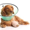 Costs of Veterinary Care: Choosing a Vet Within Your Budget