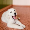 From Stray to Beloved Family Member: Stories of Pets Who Found Their Home