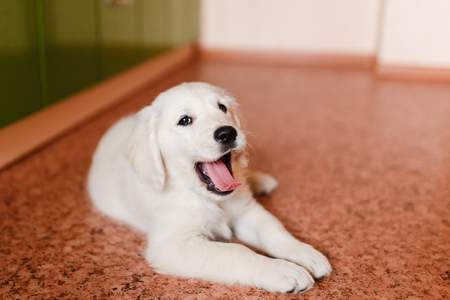 From Stray to Beloved Family Member: Stories of Pets Who Found Their Home