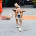 Common Exercise Mistakes Small Pet Owners Make and How to Avoid Them