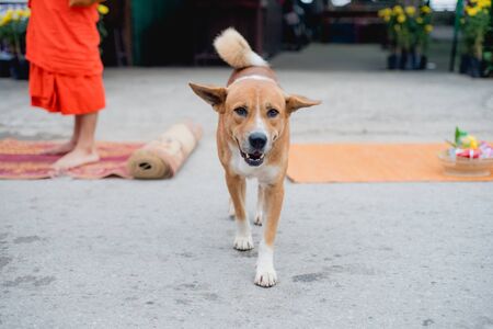 Common Exercise Mistakes Small Pet Owners Make and How to Avoid Them