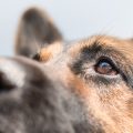 Eye Injuries in Pets: What to Do Before You Reach the Vet