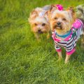 Indoor Exercise Ideas for Dogs: Keeping Your Pup Active at Home