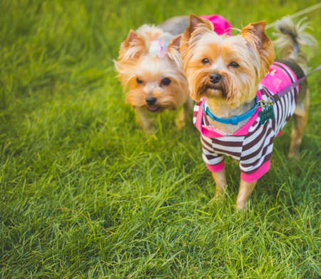 Indoor Exercise Ideas for Dogs: Keeping Your Pup Active at Home