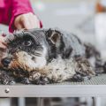 The Dangers of Overfeeding Small Pets: Preventing Obesity and Related Issues