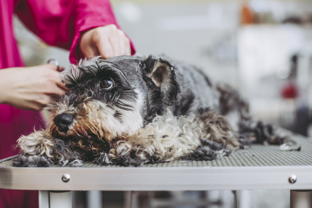 The Dangers of Overfeeding Small Pets: Preventing Obesity and Related Issues
