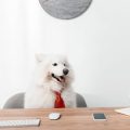 Pet-Friendly Workplaces: The Rise of Emotional Support Animals at the Office