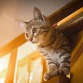 Nighttime vs. Daytime Habits: How to Set Up an Ideal Environment
