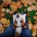 The Best Squeaky Toys for Dogs: What to Look for and Why They Love Them
