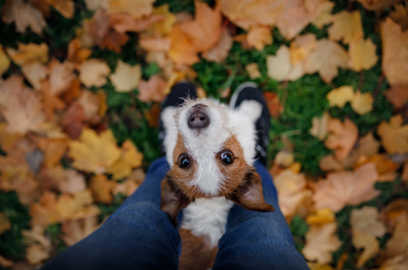 The Best Squeaky Toys for Dogs: What to Look for and Why They Love Them