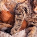 The Benefits of Elevated Pet Beds: Are They Right for Your Pet?