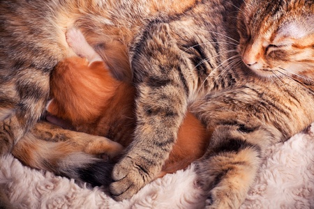 The Benefits of Elevated Pet Beds: Are They Right for Your Pet?