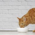Creating a Balanced Meal Plan for Your Exotic Pet: Tips and Tricks