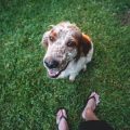 How Aging Affects Small Pets and What You Can Do to Support Them