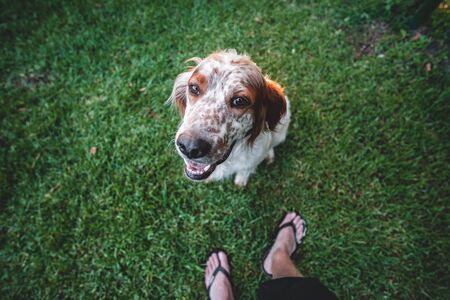 How Aging Affects Small Pets and What You Can Do to Support Them