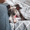 Dehydration and Heat Exhaustion in Pets: Safe Ways to Rehydrate