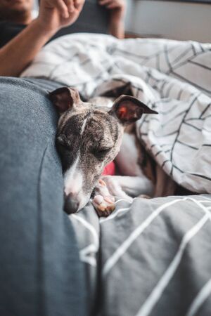 Dehydration and Heat Exhaustion in Pets: Safe Ways to Rehydrate