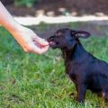 How to Train a Stubborn Dog: Patience, Techniques, and Expert Advice