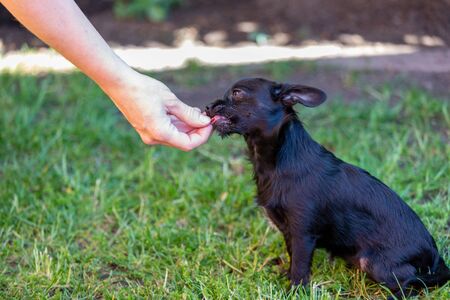 How to Train a Stubborn Dog: Patience, Techniques, and Expert Advice